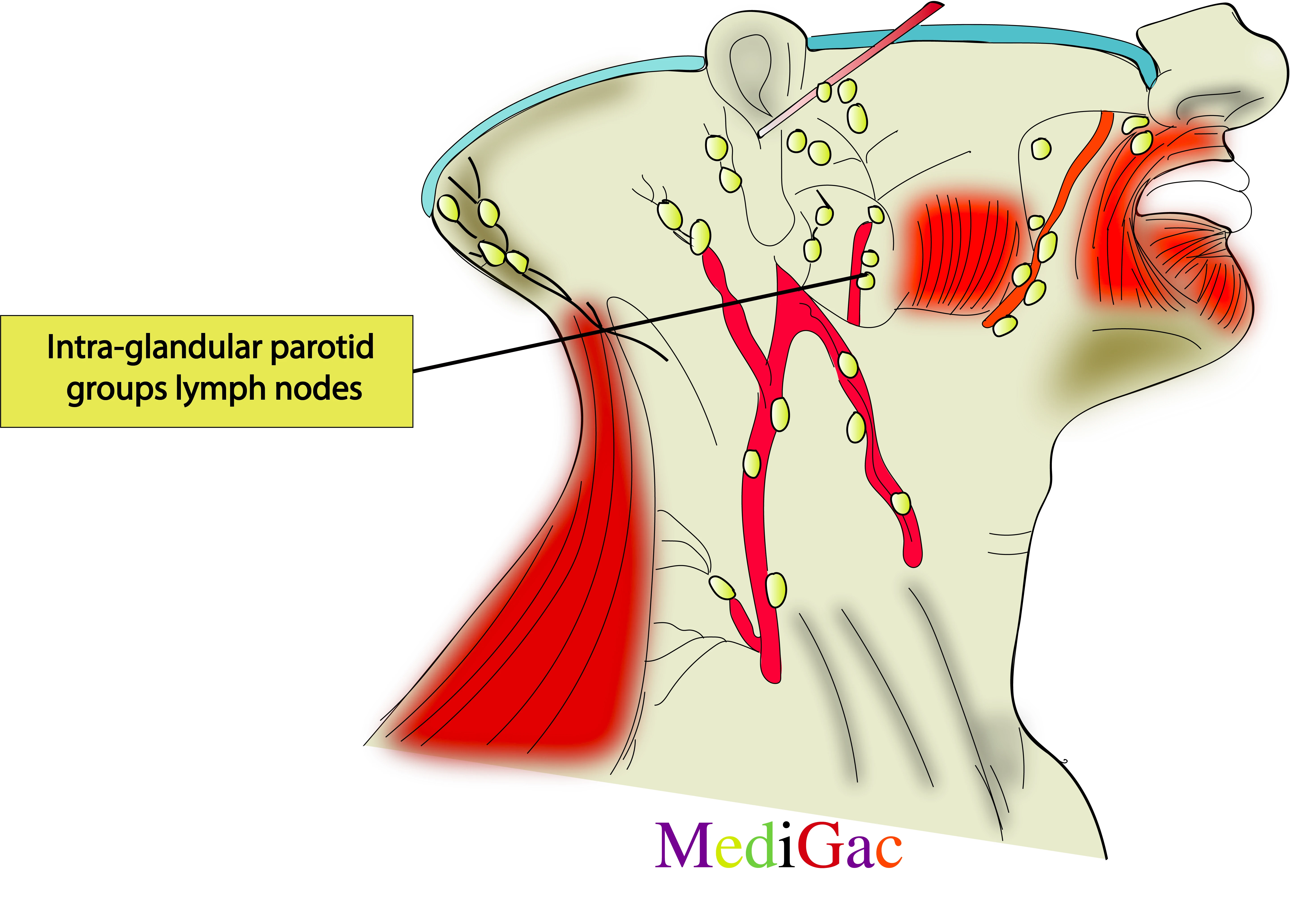 Intra-glandular parotid lymph nodes